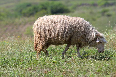 绿色的草地上放牧绵羊