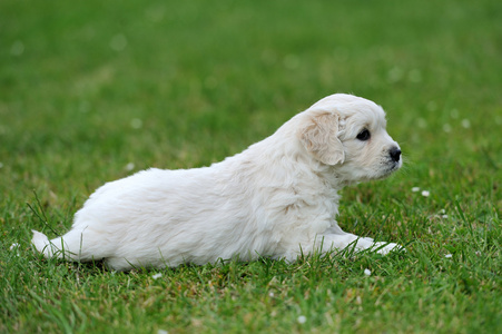 肖像年轻的狗在草地上