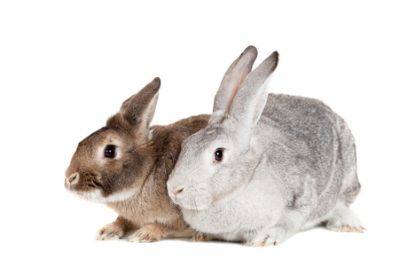 在白色背景上的两只兔子