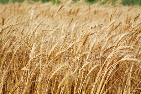 关闭了秸秆的小麦，粮食丰收背景