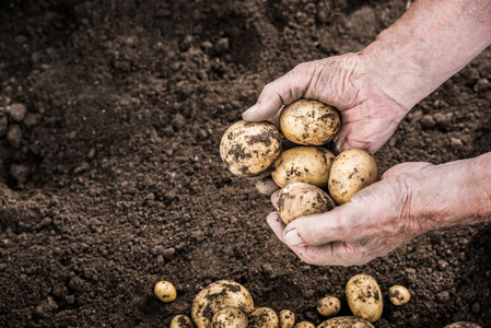 收获新鲜土豆从花园的手