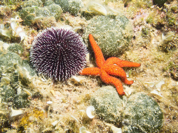 *3456px无水印下载免费10次/天下载小样发票合同问题/举报海洋海胆