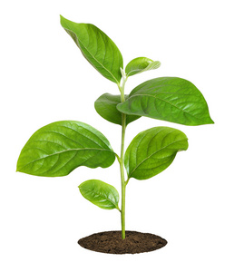 小绿苗卡通素材图片