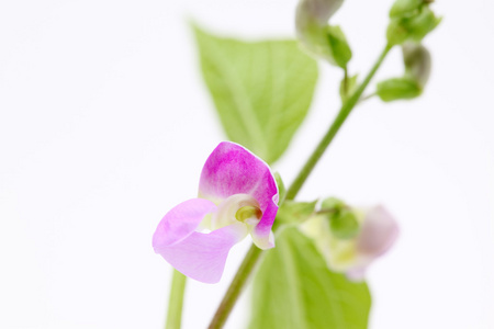 绿豆瓣花的图片欣赏图片