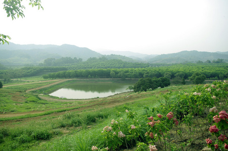 山绿茶农场