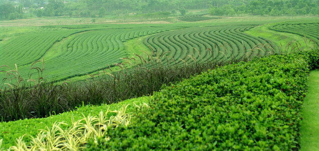 茶山农场