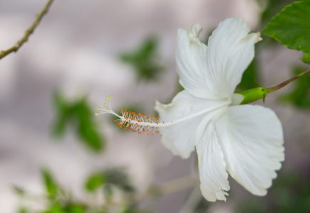 白芙蓉花