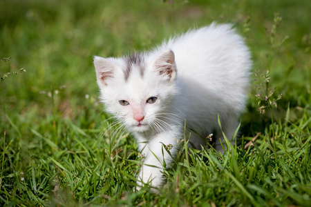 可爱的白色小猫