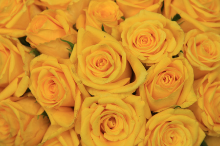 黄色婚礼玫瑰