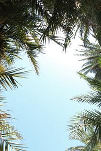 棕榈树上的叶子自然框架天空