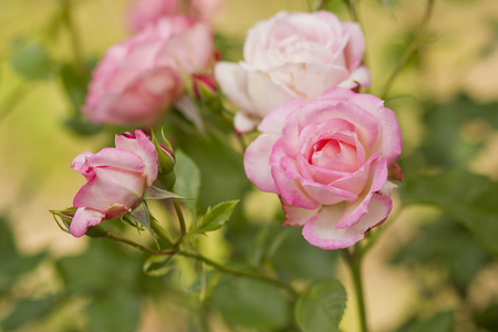粉红色的月季花分公司照片