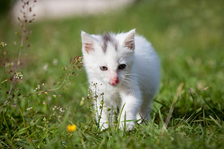 可爱的白色小猫