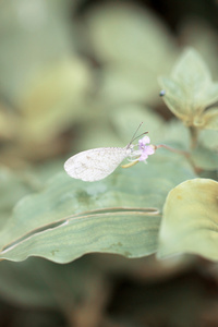 叶子上的白色小蝴蝶