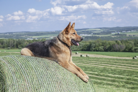 年轻的德国牧羊犬母狗躺在一大捆干草