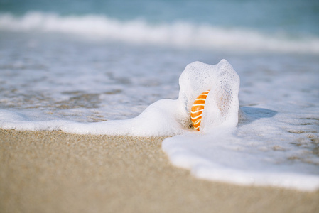 鹦鹉螺的壳与下太阳轻佛罗里达海滩海浪