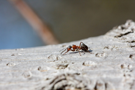 行走在树皮上的红蚂蚁 棕色林蚁