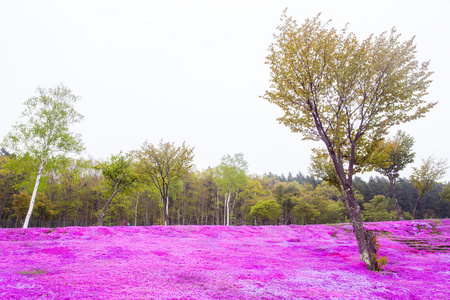 花卉