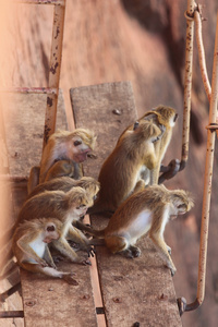 群猴子坐在支护