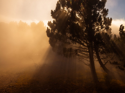 秋季景观，树木在黎明的薄雾