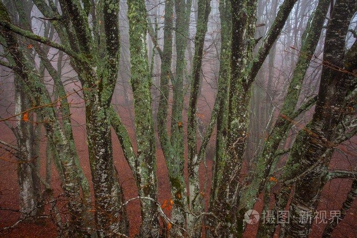 秋季景观，树木在黎明的薄雾