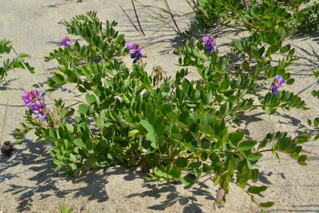 Blossoming海滨牧场lathyrus maritimus l.