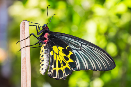凯恩斯裳蝴蝶女黄裳凤蝶照片