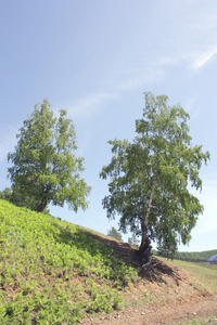 夏季山上白桦