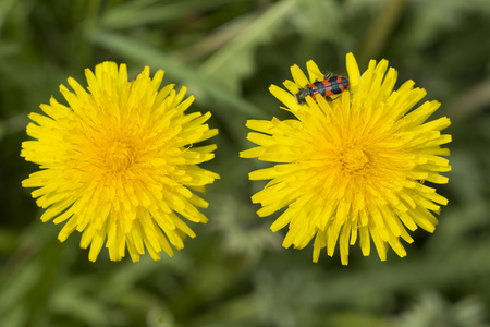 dandelion 花与昆虫, 宏观