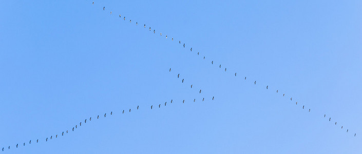 鸟类迁徙到温暖陕县的路上