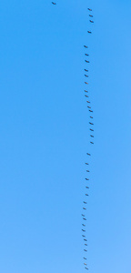鸟类迁徙到温暖陕县的路上