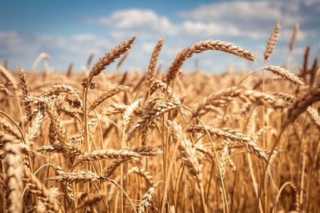 软焦点,农业景观,生长的植物,培育作物, 秋季自然,收获季节概念照片