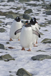 从殖民地来到海洋的 gentoo 企鹅集团