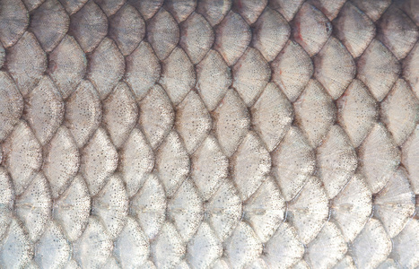 鲫鱼星纹理的鱼鳞照片