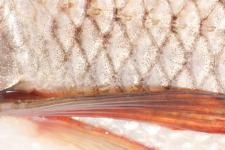 鲫鱼星纹理的鱼鳞照片