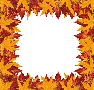 秋天的树叶纹理