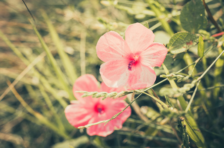 粉红色的花