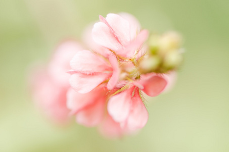 粉红色的花