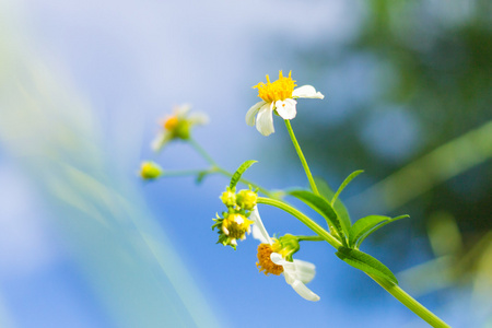 白色的花