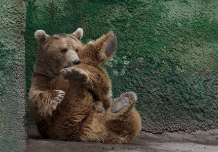 在动物园里美丽的棕色的熊