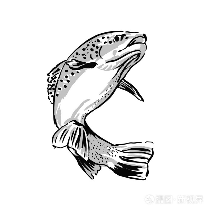 小鳟鱼简笔画图片