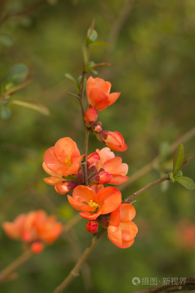 日本海棠盛开的分支