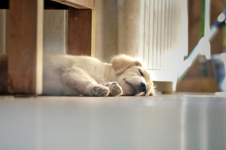 沉睡的黄金猎犬小狗在桌子底下图片