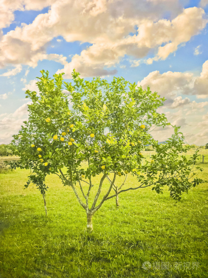 领域中的柠檬树