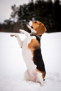 智能 beagle 犬户外