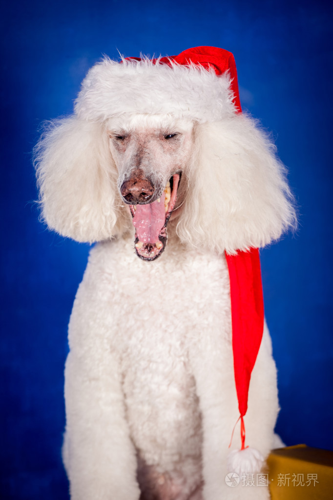 在蓝色的白色皇家贵宾