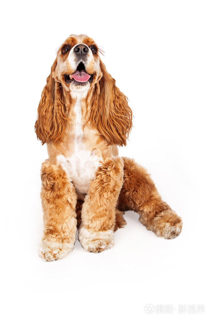 快乐美国可卡犬