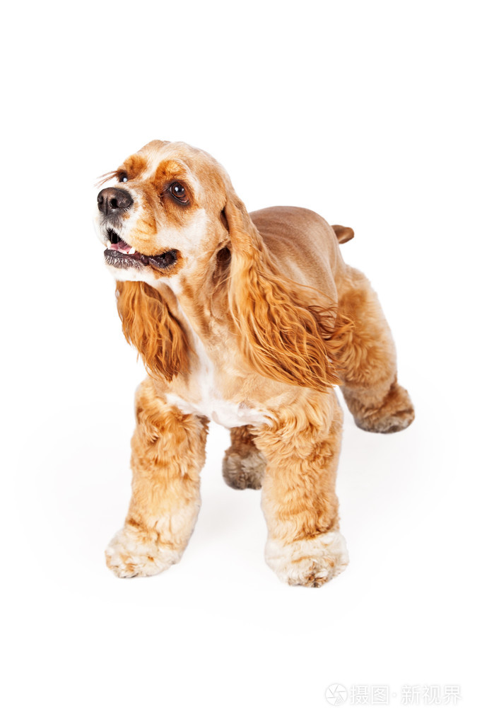 活跃的可卡犬