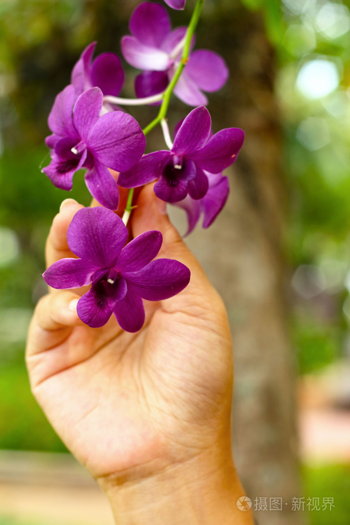 在手中的粉色兰花
