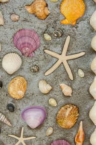海星和贝壳来水泥墙上装饰
