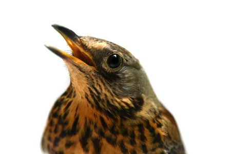 白色衬底上的女性 fieldfare